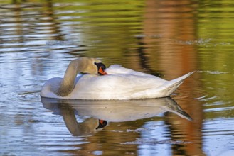 Wildlife Birds in Germany Swan