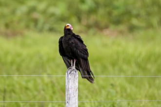 Lesser yellow-headed vulture perched on a wooden post against green background, Pantanal Wetlands,