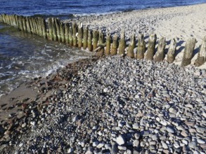 Old groynes on the pebble beach