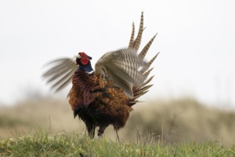 A pheasant flapping its wings during mating