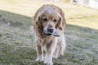 Dog training with Golden Retriever - companion dog and dog training