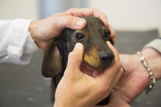 Veterinarian is looking to the eyes of little dog