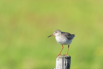 Common Redshank bird on pole