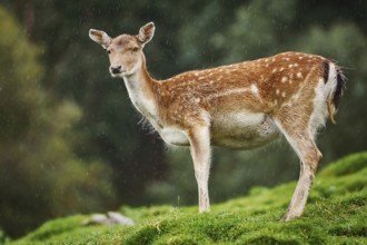 Deer under the Rain at Edge of the Forest Obermaiselstein, Oberallgau, Germany, Europe