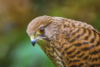 Portrait of Common Kestrel (Falco Tinnunculus) Obermaiselstein, Oberallgau, Germany, Europe