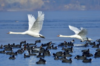 Mute swans at Lake Berzdorf in winter, Mute swan in flight