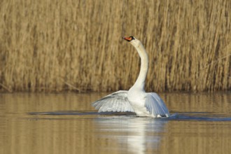Mute Swan during the mating season