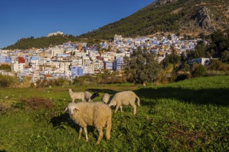 Sheep in Chefchaouen, Morocco, Africa