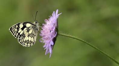 Chessboard (Melanargia galathea)