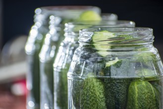 Pickled cucumbers with mustard in a jar. Appetizer for gourmets