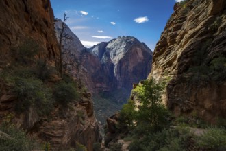 Panorama of Zion National Park as seen from Angel's Landing, Utah, USA, North America