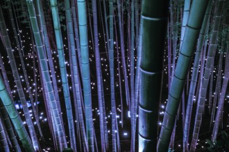Small-diameter light-up of the bamboo grove (small desk Castle forest of citizen). Shooting