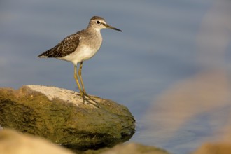 Wood Sandpiper, (Tringa glareola), Animals, Birds, Snipe family, Tirat Zvi Fish Ponds, Bet Shean