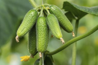 Group of natural organic cucumbers growing in greenhouse on agricultural farm before harvest in