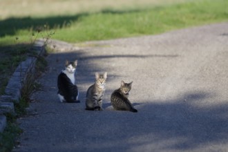 Curious cats in the village centre, cat, village gossip, gossip, curiosity, Michelfeld, Germany,