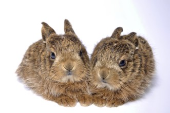 Young leverets, or European hare (Lepus europaeus), also known as the brown hare