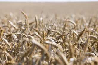 Endless views with golden ears of wheat under a bright sky, Coxhill, Shepherdswell, Dover, Kent,
