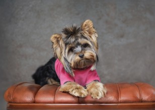 A Yorkshire Terrier standing on his hind legs, wearing a stylish pink outfit. Captured indoors
