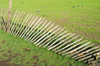 Green grass and fallen wood fence