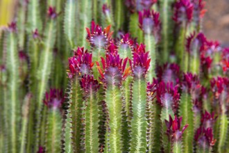 Lanzarote Guatiza cactus garden Euporbia Trigona from Namibia