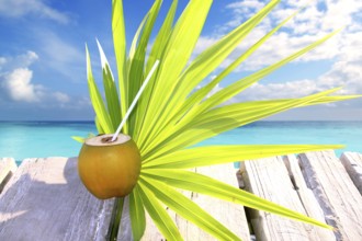 Coconut fresh in caribbean sea pier chit palm leaf tropical topic