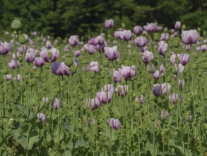 Numerous poppies blooming in a green summer field, bocholt, westphalia, germany