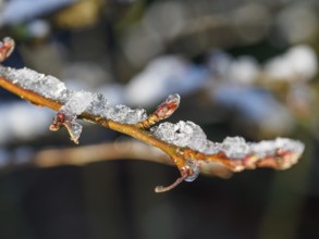 Macro view of snow crystals on blossoming branches, weseke, borken, münsterland, germany