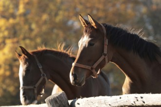 Mares in the pasture on a sunny morning