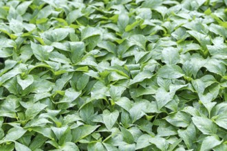 Pepper Seedlings, young foliage of pepper, Spring seedlings. Sprouts pepper