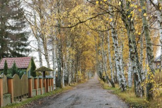 Birch on the edges of the road, autumn alley birch