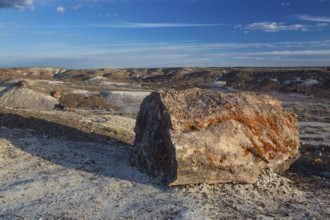 Petrified trees, Petrified Forest National Park, Arizona, USA, North America