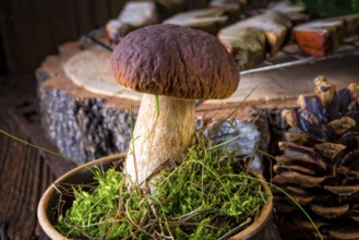 Boletus edulis (penny bun)