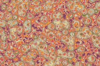 Shape of bacterial cell: cocci, bacilli, spirilla bacteria background
