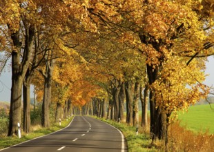 Golden October on Brandenburg's avenues
