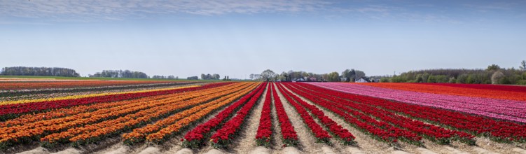 Tulip field with different colours in springtime as a panorama photograph. Tulip field with