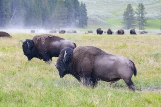 The herd bisons in Yellowstone National Park, Wyoming. USA. The Yellowstone Park bison herd in