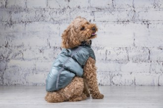 Small funny dog of brown colour with curly hair of toy poodle breed posing in clothes for dogs.