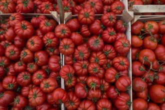 Ox heart tomatoes in boxes at a market