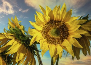 Sunflower flower against the dawn sky, Odessa, Ukraine, Europe