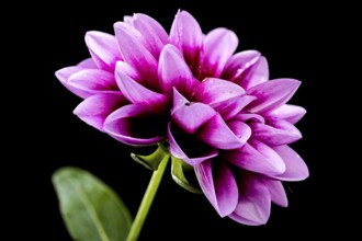 Beautiful blooming pink Dahlia isolated on a black background. Flower head close-up, Odessa,