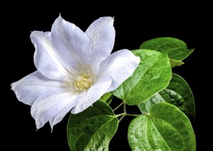 Beautiful Blooming white clemantis Arabella flower isolated on a black background. Flower head