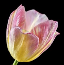 Beautiful blooming pink tulip flower isolated on a black background. Flower head close-up, Odessa,