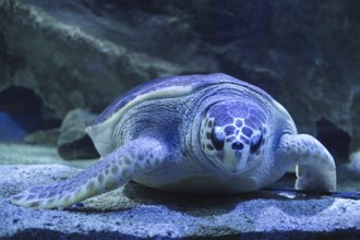 A turtle is sleeping underwater