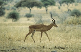 Impala antelope (Aepycerus melampus)