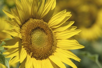 Sunflower (Helianthus annuus)