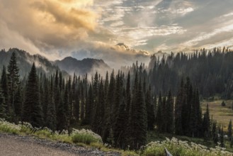 Great paradisiac landscape arround Mount Rainier National Park, USA, North America