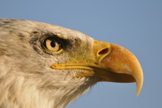 Portrait of a young bald eagle. portrait of a young bald eagle