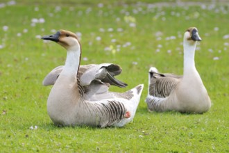 Swan Goose in a field