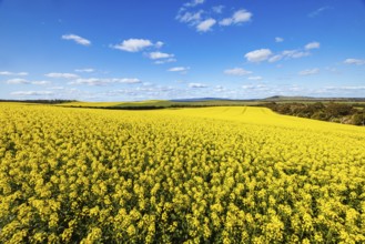 Fields of canola shine on a clear sunny day near Beveridge between old Sydney Rd and the Hume Hwy
