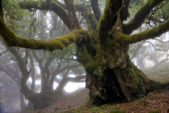 Laurel forest (Laurisilva) Unesco World Heritage Site, nature reserve, fog, evergreen, village of